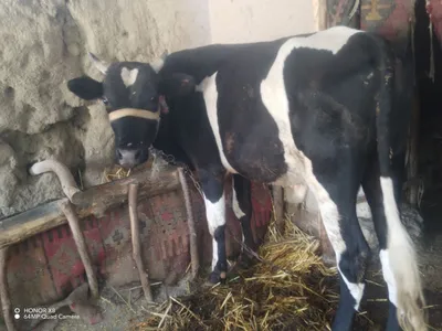 Ikkala jaydari buqalar lar sotiladi yemlashga tayyor adres tayloq narx 1