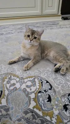 Породистый и здоровый котёнок 1