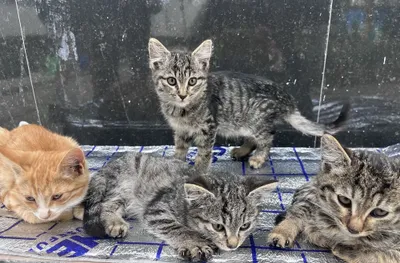 Отдаем котят в добрые руки . 1