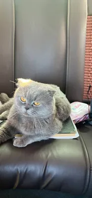 Продаётся породистый кот 1