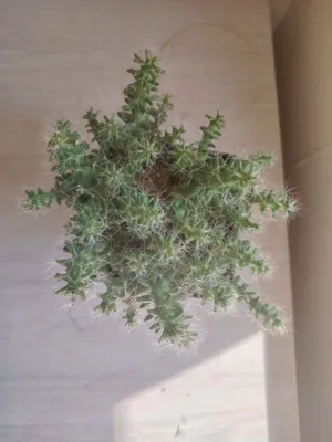 Kaktus xona o‘simligi sotiladi
