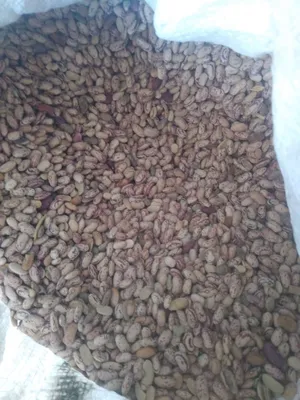 Fasol sotiladi sifatli 1