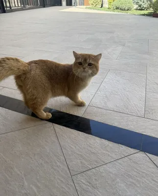 Кошка британский 1