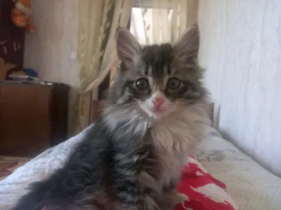 Котёнок 1