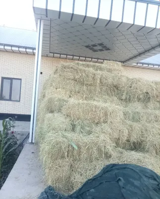 Sholi pres sotiadi srochna 1