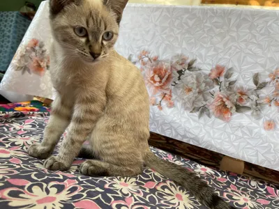 сиамский котёнок 3 месяца красивый 1