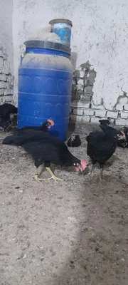 Qora legorin 4oylik 1