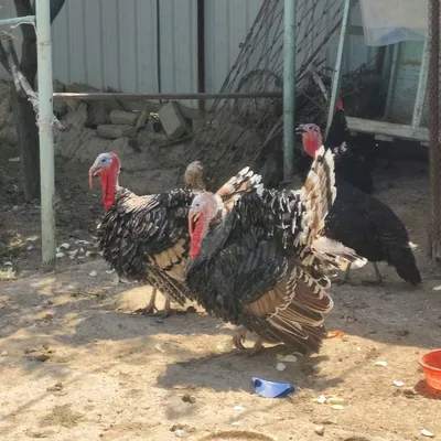 kurkala sotiladi 1