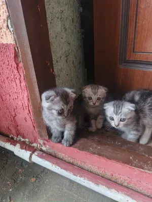 Продаются котята породы скоттиш-фолд 1