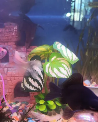 Akvarium baliqlarini sotaman 1