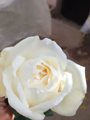 Hidli atirgul koʻchatlari bor har-xil soʻrtlari bor hidsizlarixam 1