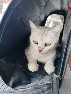 Домашняя кошка