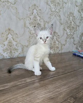 Тайский мушук сотилади 1