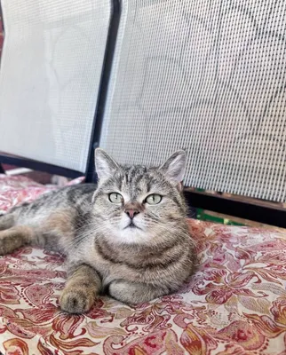Chinchila marmar Scottish fold british