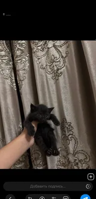 Продаются котята 1