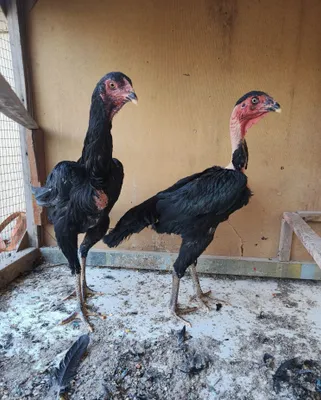 Dakan Jojalar sotilad Madagaskar va Shamo 1