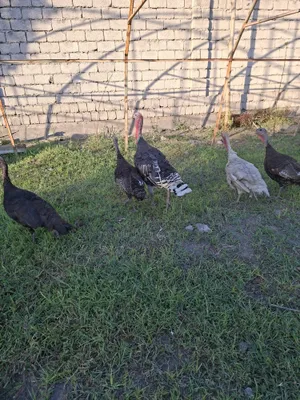 Kurka sotiladi ayoli va erkagi bor 1