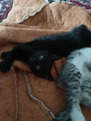 Котят отдают в подарок 1