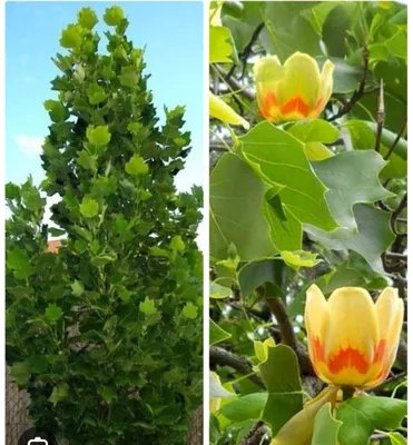 Lola daraxti. Ko'chatlari 1