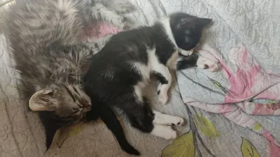 Отдам котёнка бесплатно, мальчик и девочка 1