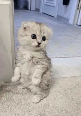 Серебристый британский котёнок, мальчик 1