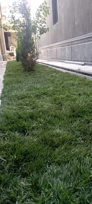 Rulonli chim uchun aksiya. 1