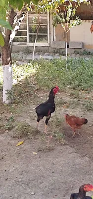 Продаётся петух породы карес 1