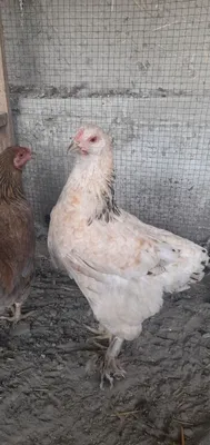 Tovuq, jo'ja va xo'roz tez va arzon sotiladi 1