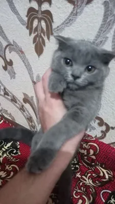 Toliq yalangoch chiroyli raqamlar