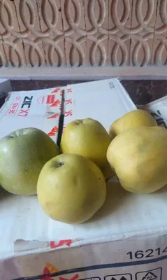 Olma bor shirin nok olma va kisliy slaskiy sorti 1