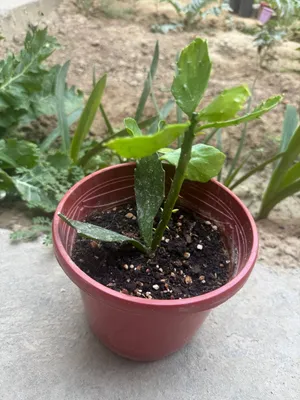 Nopalea cochenillifera (также ошибочно называется Opuntia cochenillifera)