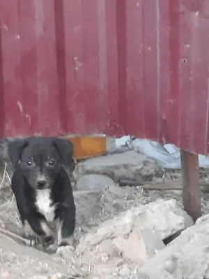 Адам даром в хорошие руки 1