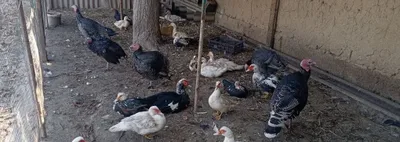 Индаутка утка индюк 1