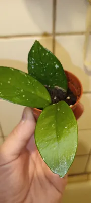 Xonaki o‘simlik Hoya karnosa 1