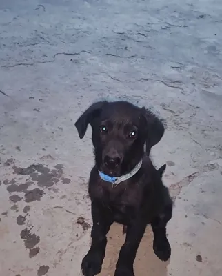 Labrador sotiladi
