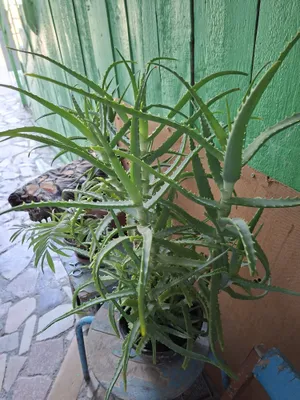 Dorivor aloe sotiladi 1