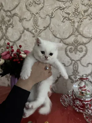 Котята пародистые Scottish Straight 1