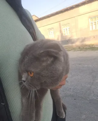 Sotiladi oladganla bosa skot fol 1