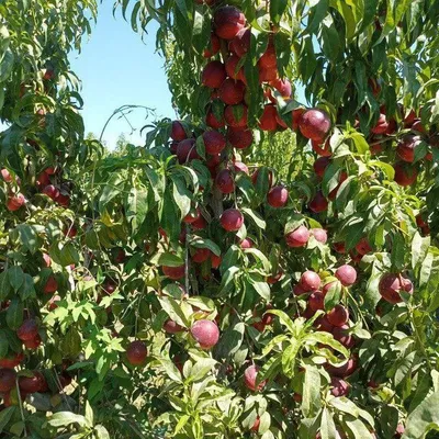 Шафтоли кучатлари сотувда 1