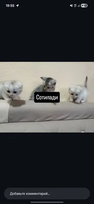 Scotishfold мушулари сотилади 2 ойли 1
