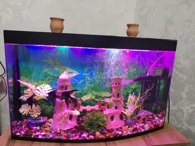 Baliqlari bilan akvarium sotiladi 1