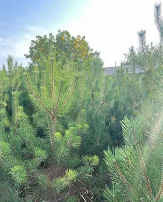 Крымская сосна (Pinus nigra) — саженцы оптом и в розницу 1