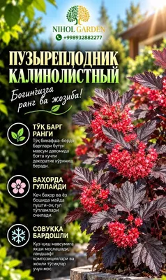 Пузыреплодник ред