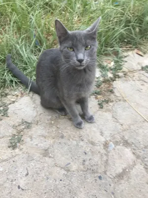 Jinsiy ona oglini sikishni rad eta olmaydi. Qizlar uchun jinsiy aloqa oyinchoqlari