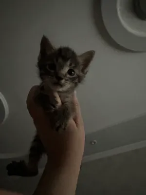 Котята