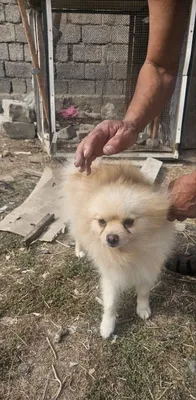 Ппомеранский шпиц 1