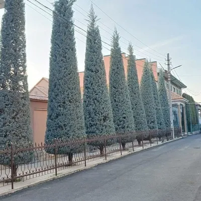 Арча Archa kesish va dorilash xizmati 1
