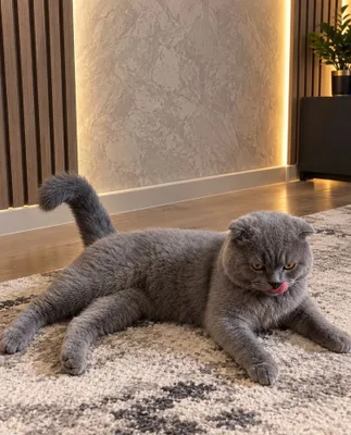 Шотландский кот. 1