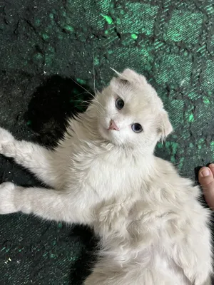 Ищем кошку для вязки 1
