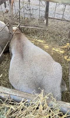 Породистые овцы, 9 штук 1